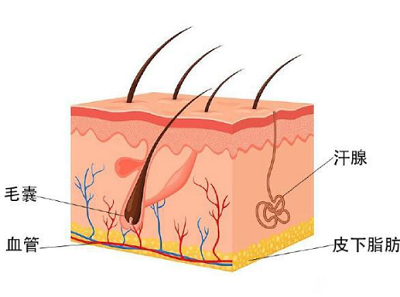 自体脂肪移植能解决脱发问题吗？