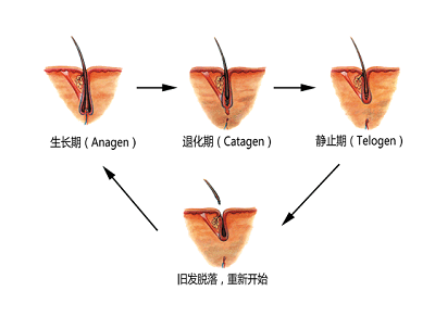 荷尔蒙变化如何影响头发的生长周期？