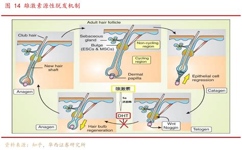 请教各位朋友14_雄激素源性脱发机制的特点_行行查_行业研究数据库