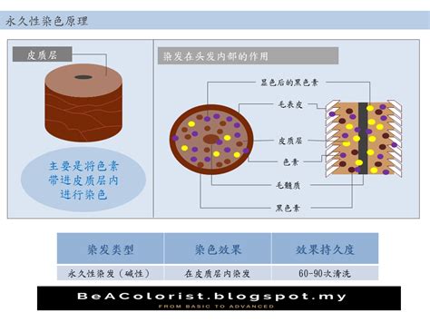 染发的种类