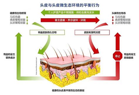 头皮好，头发才好，从头皮开始精致养发