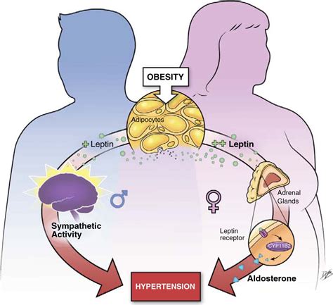 New roles of aldosterone and … Physiology